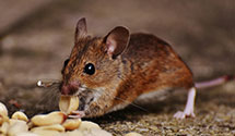 24 Hour & Emergency Exterminators in Germantwn Hls, IL